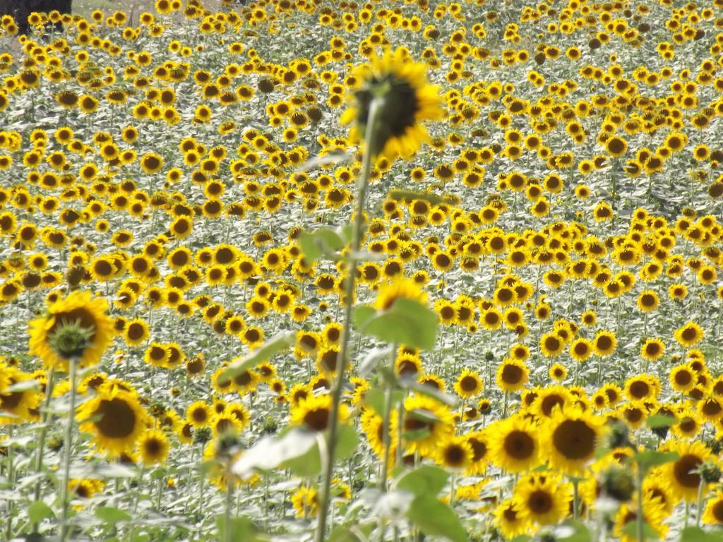Agriturismo Il Canto Della Gallina Hotel Villastrada  Esterno foto