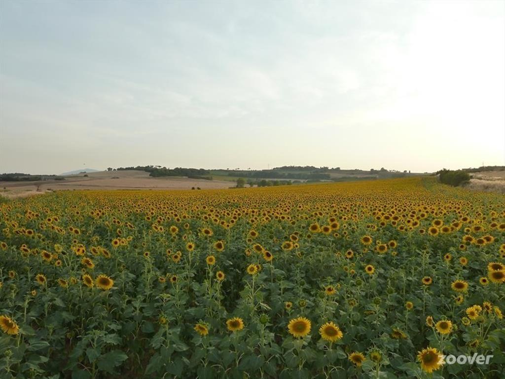 Agriturismo Il Canto Della Gallina Hotel Villastrada  Esterno foto